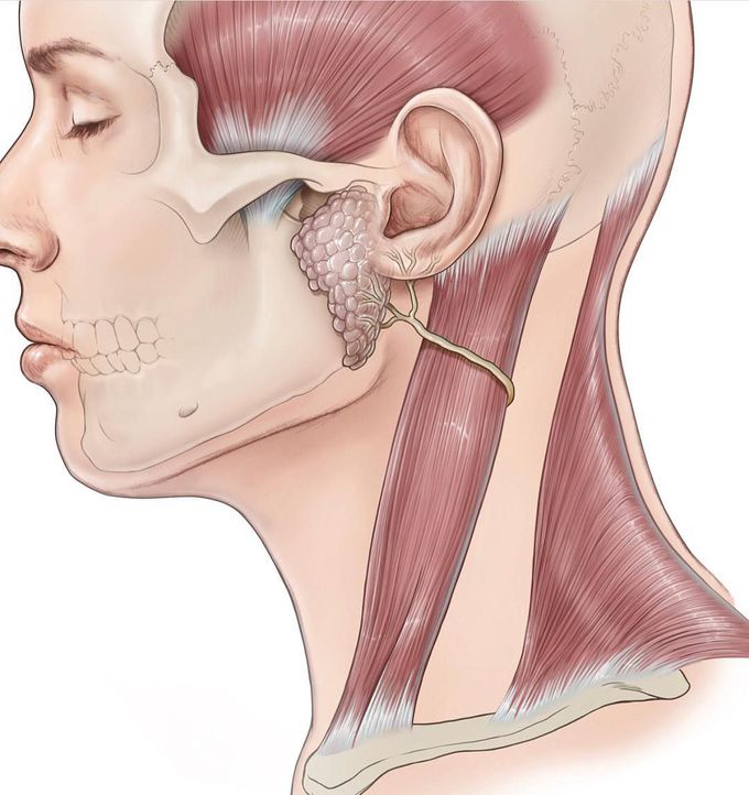 Parotid gland