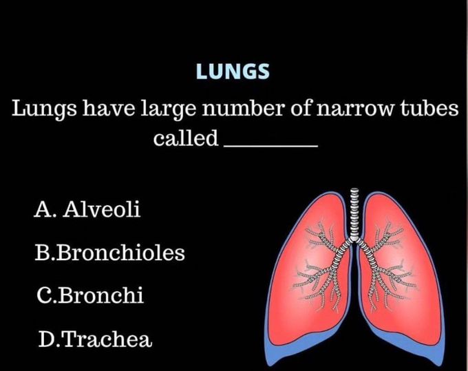 Lungs