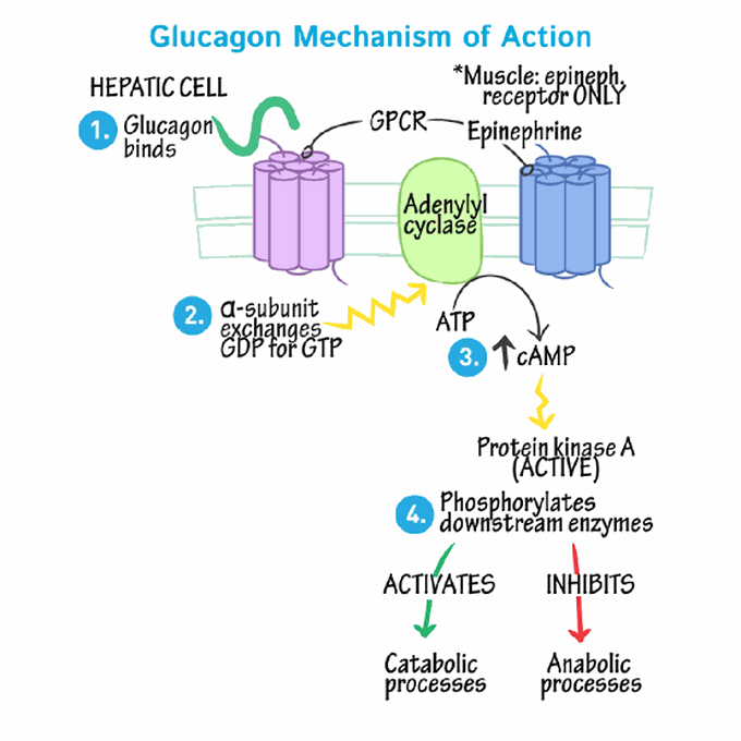 Glucagon mechanism of action