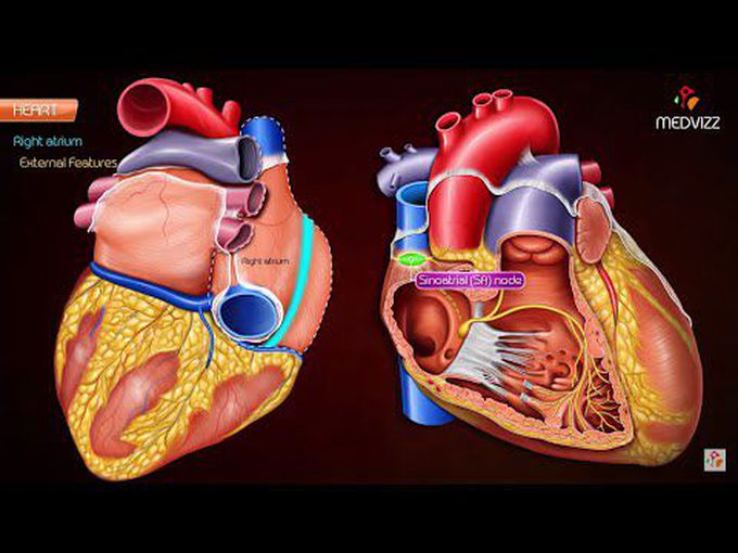 Gross anatomy of Right Atrium
