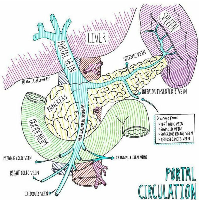 Portal circulation