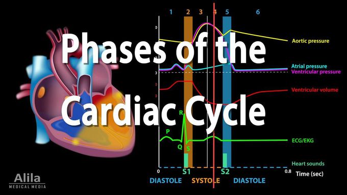 Animated video of cardiac cycle