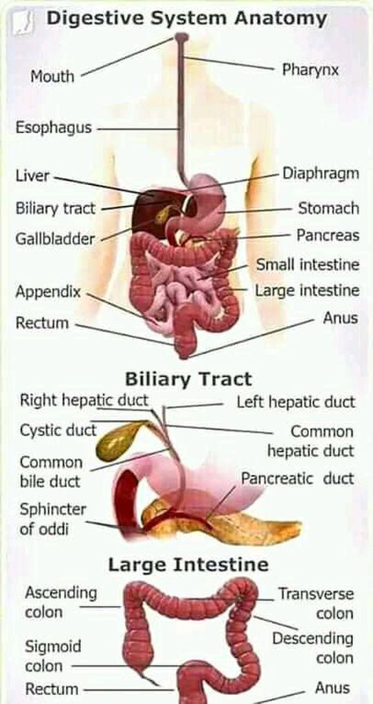 Digestive system MEDizzy