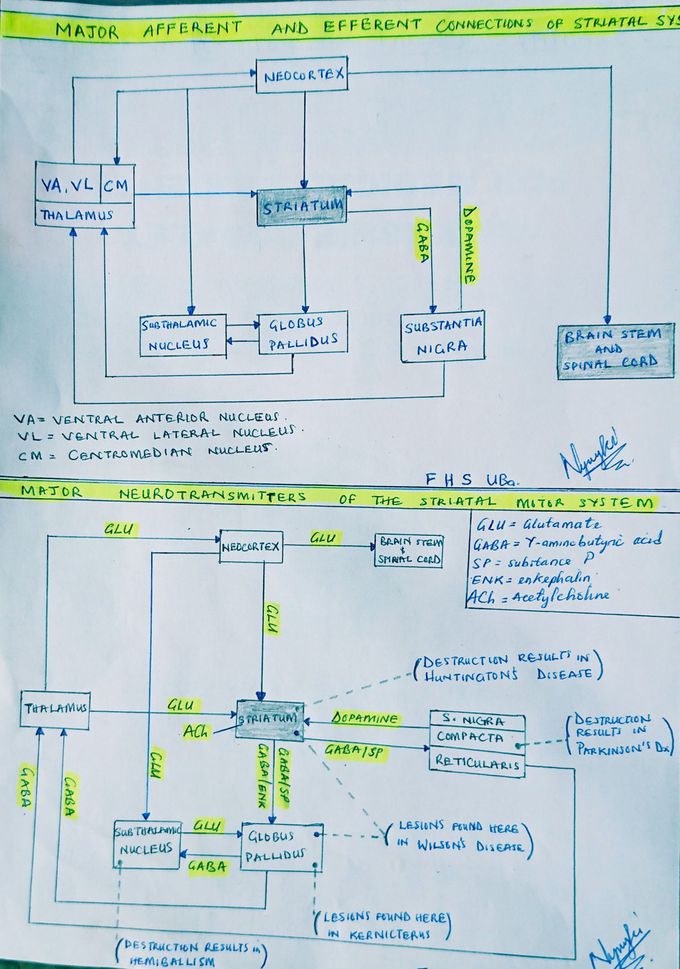 Basal ganglia pathway and a few pathologies such as Wilson's, Huntingtons, Parkinson, hemibalism and Kernicterus