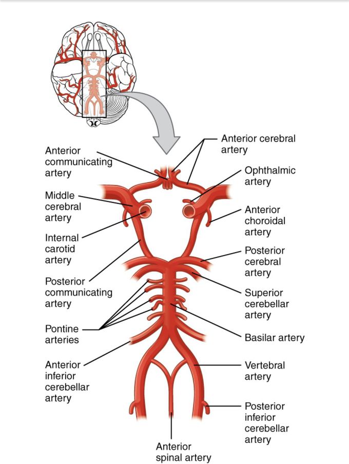 CIRCLE OF WILLIS - the blood supply to the brain enters through internal carotid arteries and vertebral arteries , eventually give raise to circle of willis