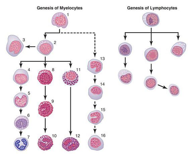 Genesis of white blood cells.