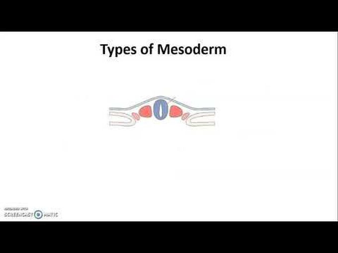Embryology of Muscular System