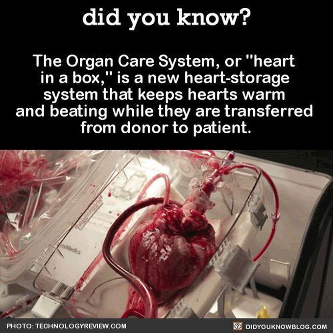 The organ care system