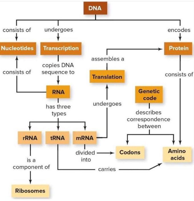 The DNA