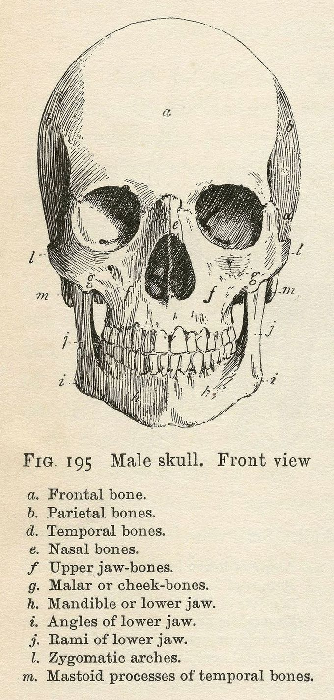 Vintage Anatomy Clip Art - Bones & Skull
