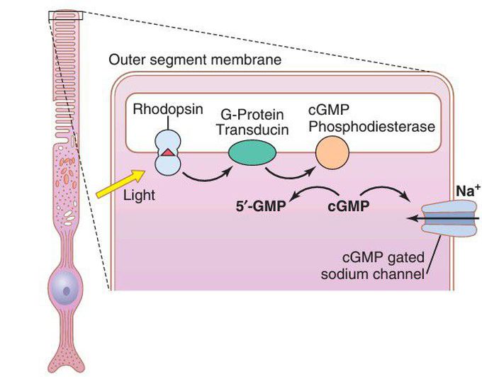 Phototransduction