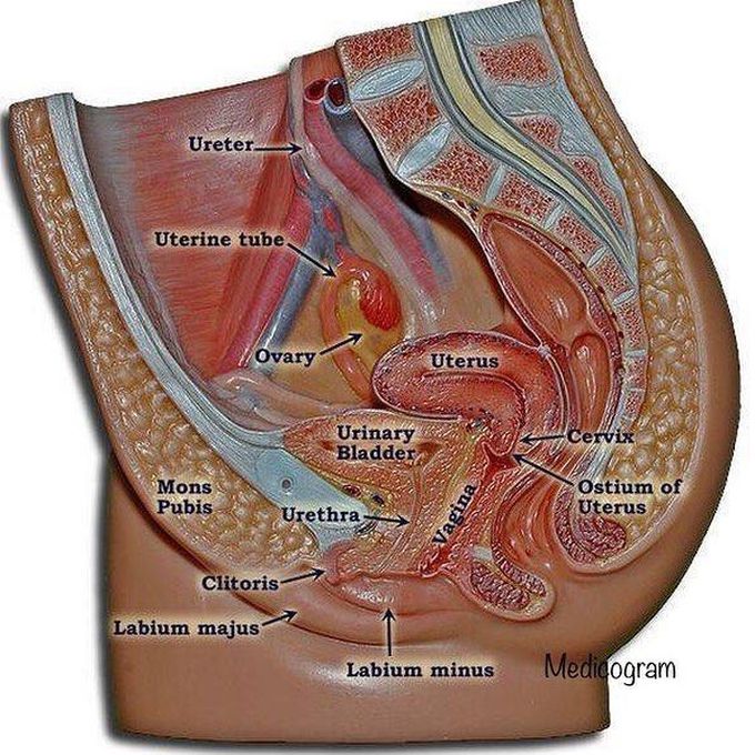female reproductive system model labeled