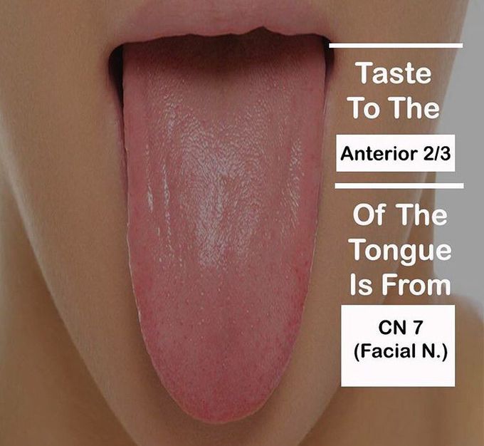 Taste anterior 2/3 of tounge