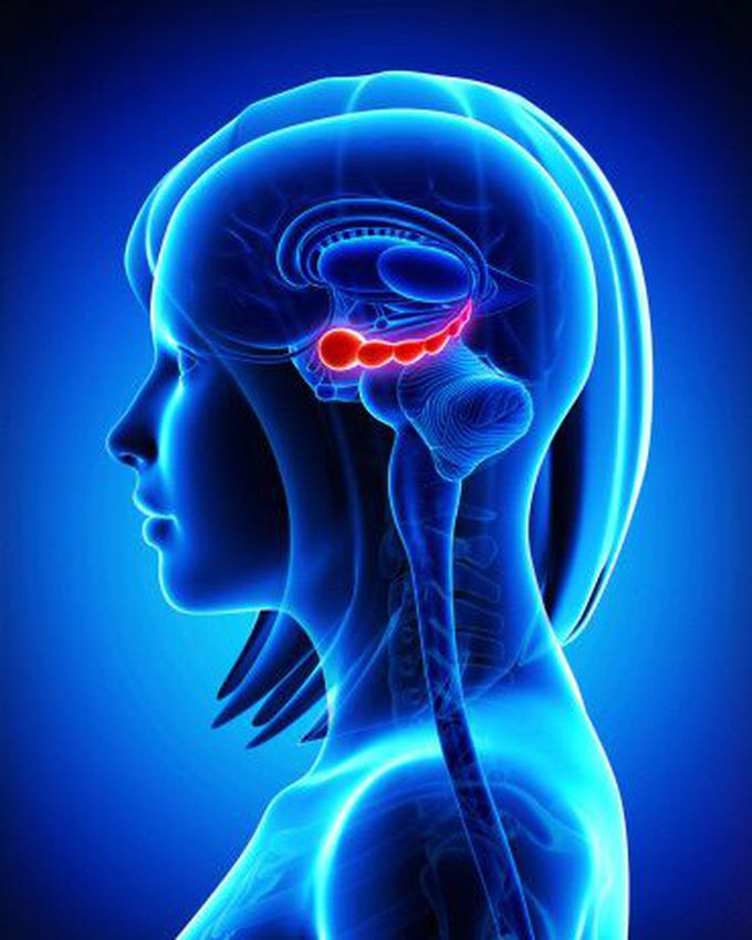 The Hippocampus
