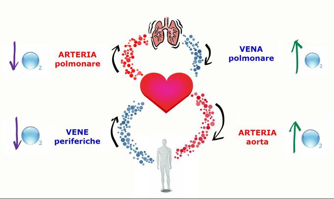 Circulatory system