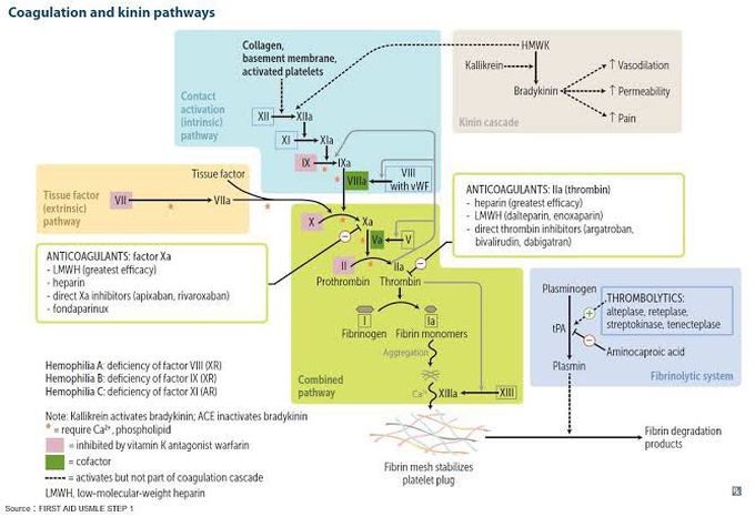 Coagulation and Kinin Pathway