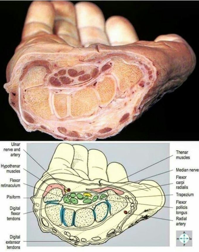 Amazing details of anatomy of the wrist