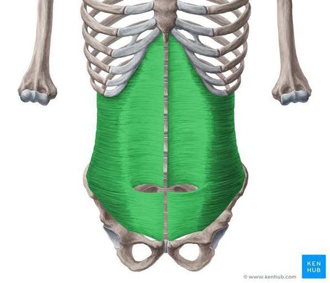 Transversus abdominis