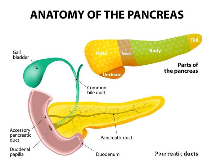 Anatomy of pancears helps to maintain dibetes by releasing and stimulating insuline and glucagon