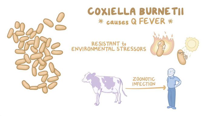 Cause of Q fever