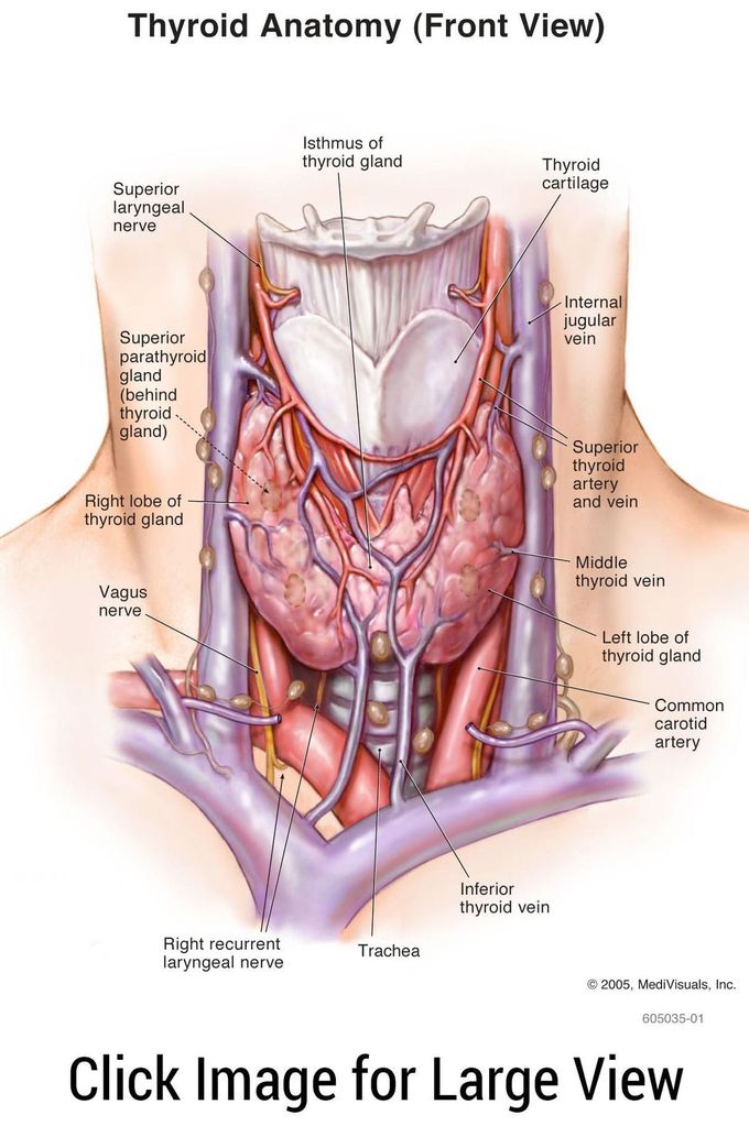 Thyroid anatomy