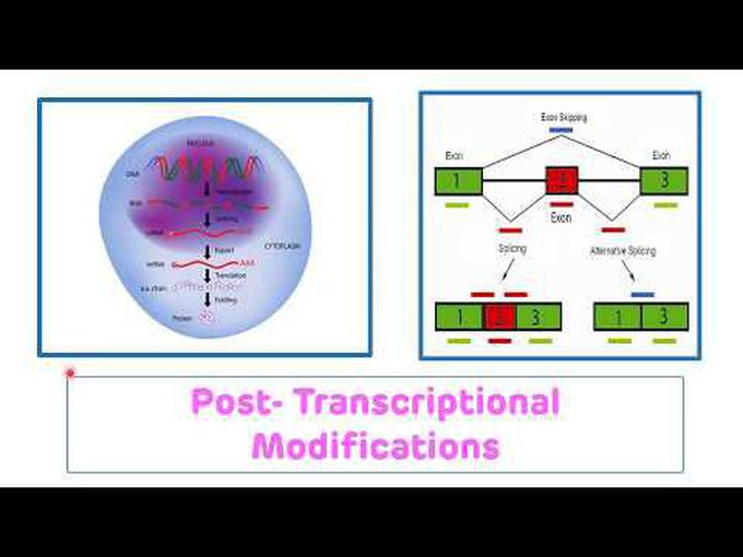 Post Transcriptional Modifications-I