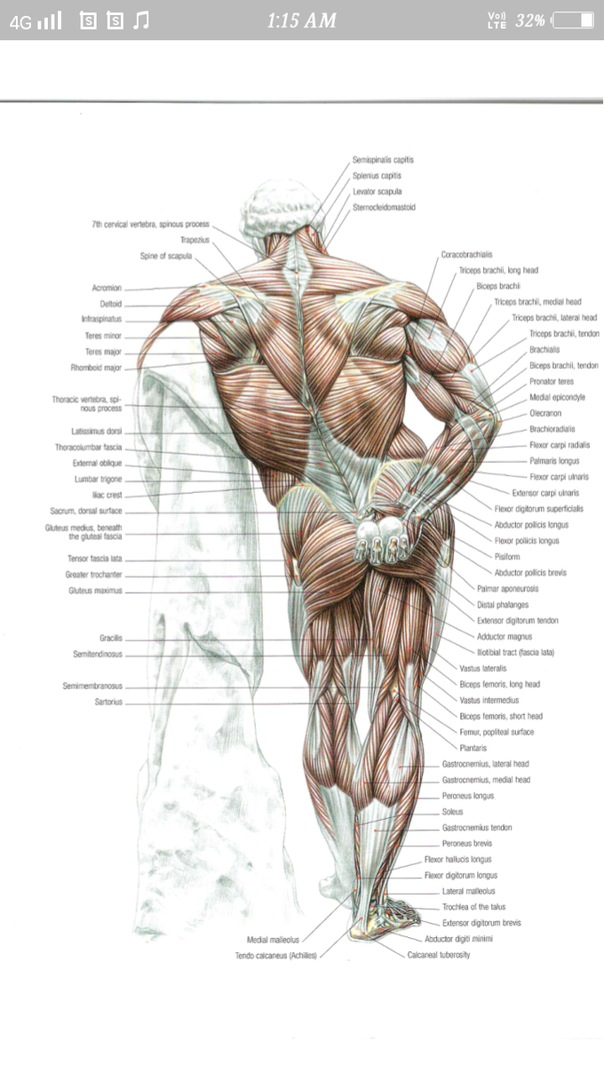 💪 SKELETON MUSCLES