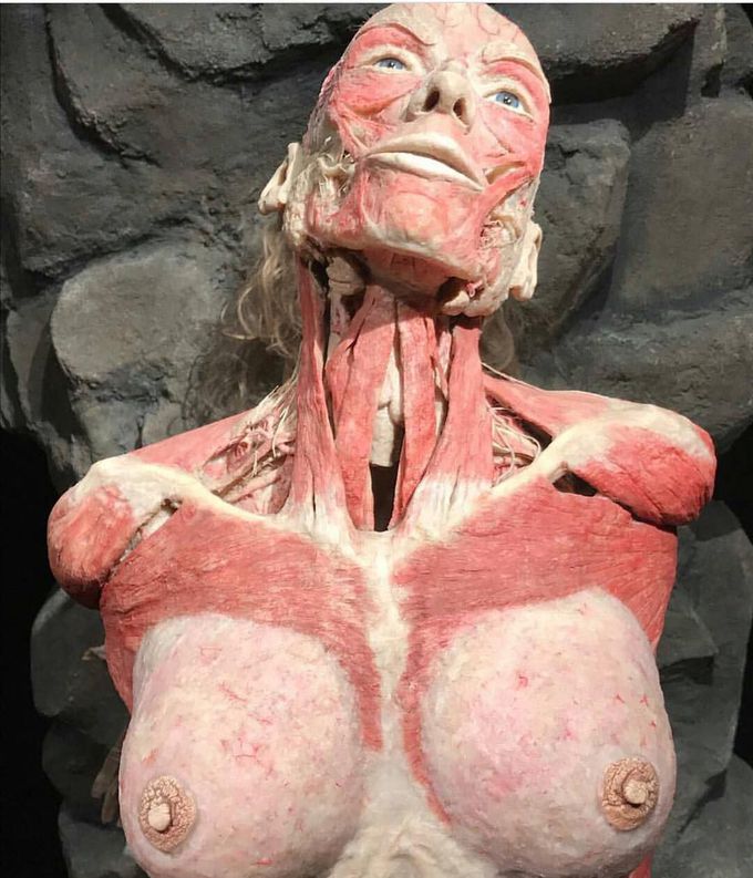 Female anatomy