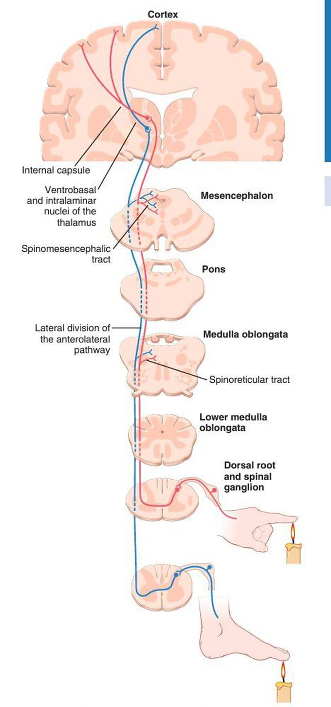 Anterolateral sensory pathway