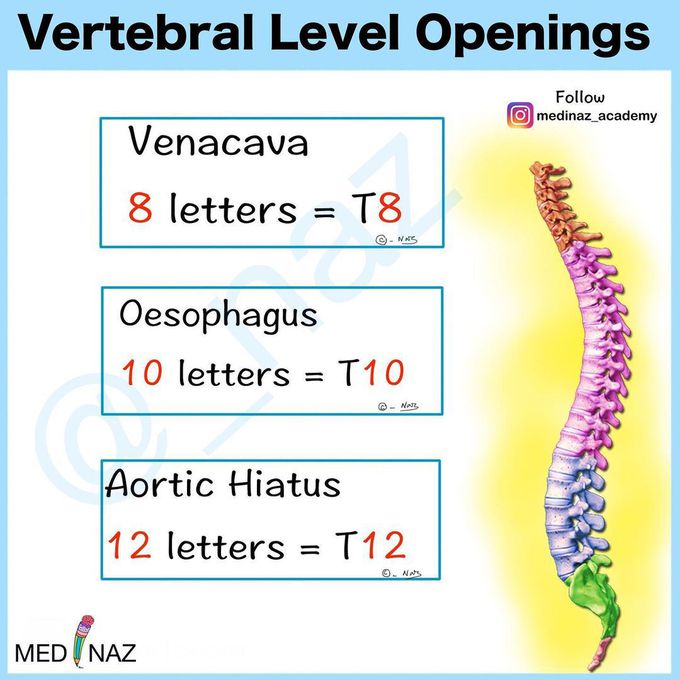 Vertebral Level Opening