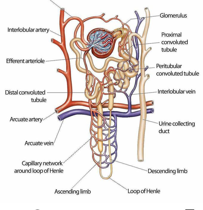 Structure of a Kidney Nephron