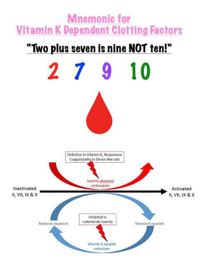 Vitamin K dependent Clotting factors