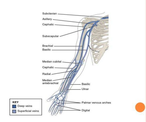 Lymphatic drainage of the upper limb. - MEDizzy