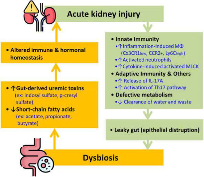 Treatment of Acute kidney injury