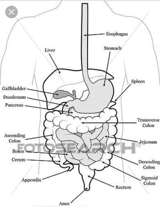 the human body
