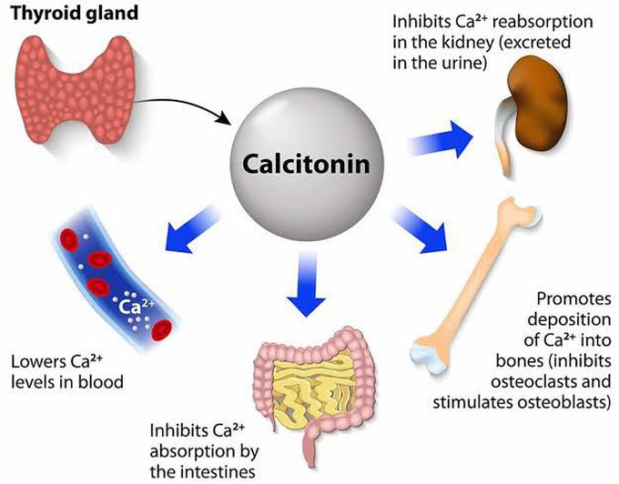 Calcitonin Function