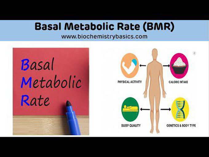 What is Basal metabolic rate (BMR)?