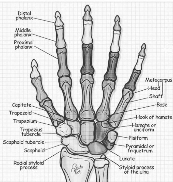 Carpal bones