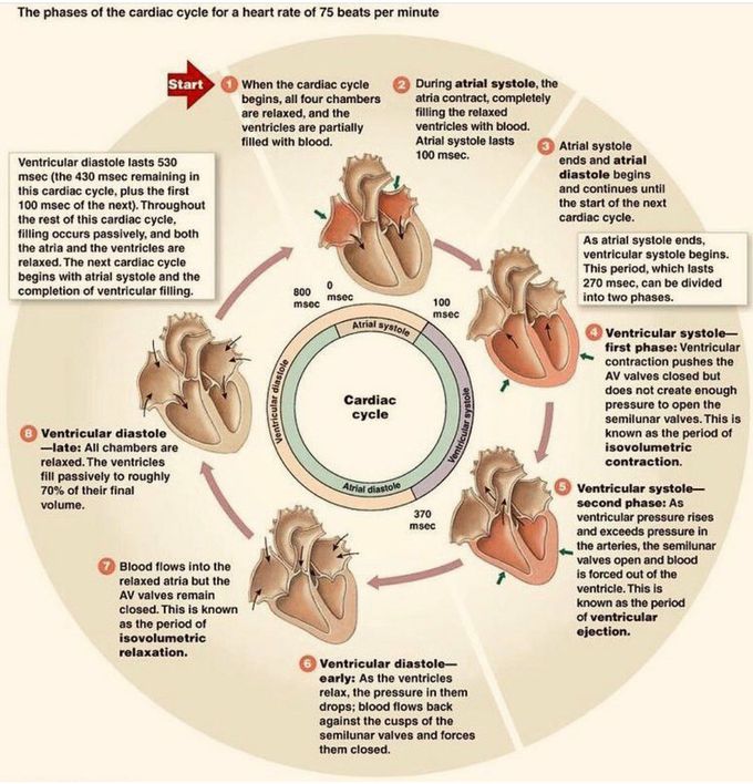 Cardiac cycle