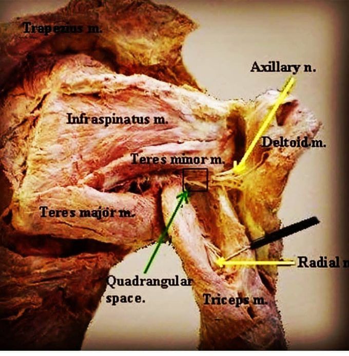 Muscles of the Shoulder