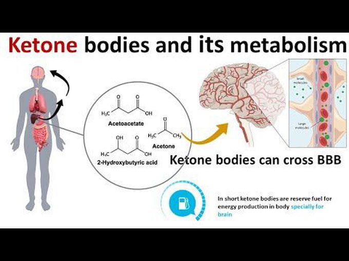 Animated Metabolism of Ketone bodies
