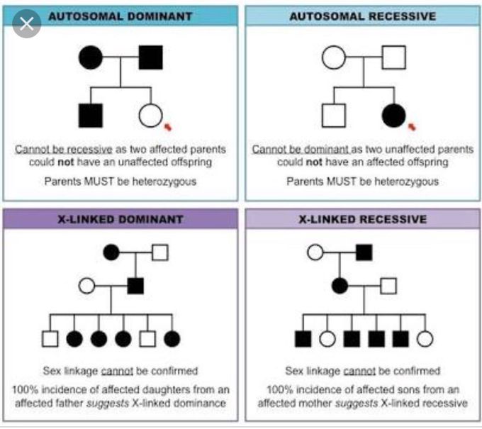 Pedigree chart