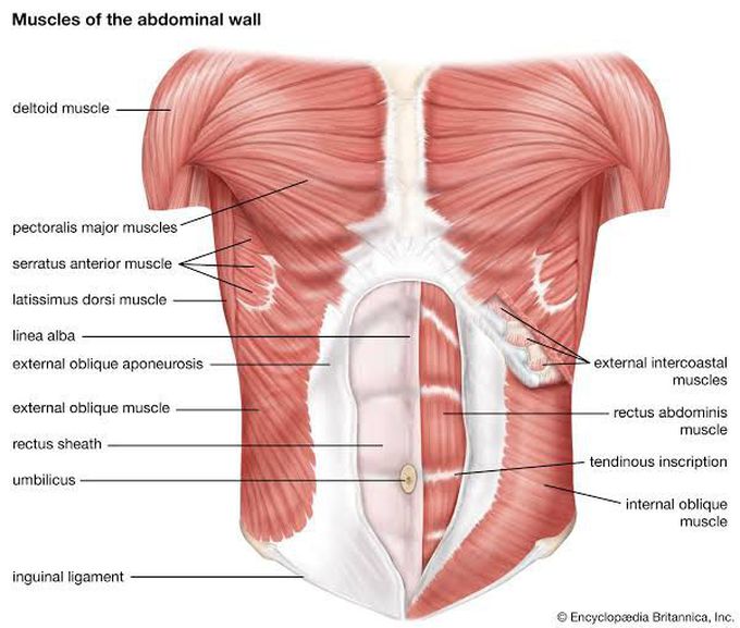 Functions of the adominal muscles