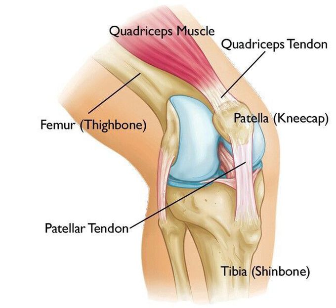 Tendon muscles