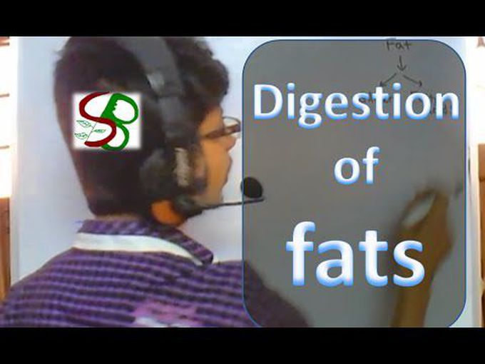 Physiology of digestion of fat