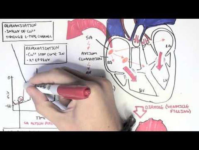 Cardiology - Relationship of conduction system, ventricular contraction and ECG