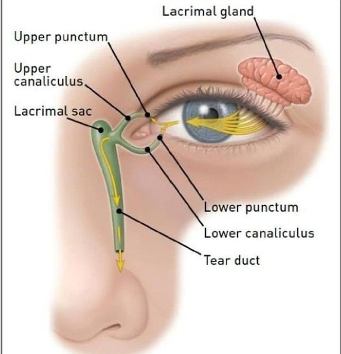 Lacrimal Gland MEDizzy