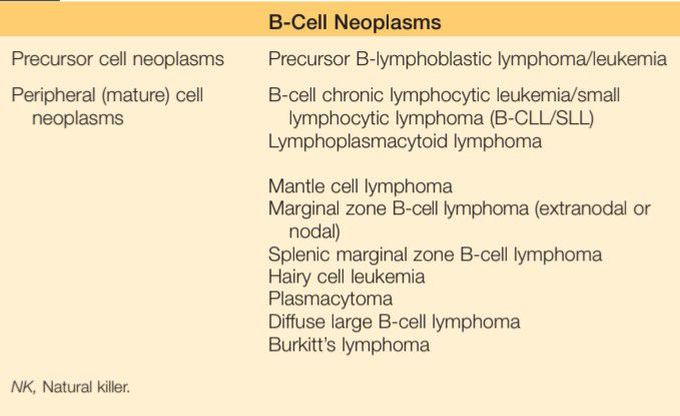 B cell neoplasms