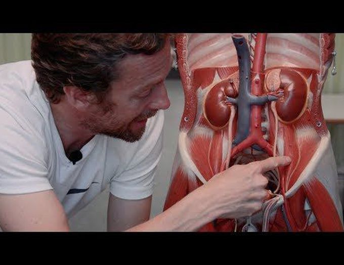 Musculature of Posterior Abdominal Wall