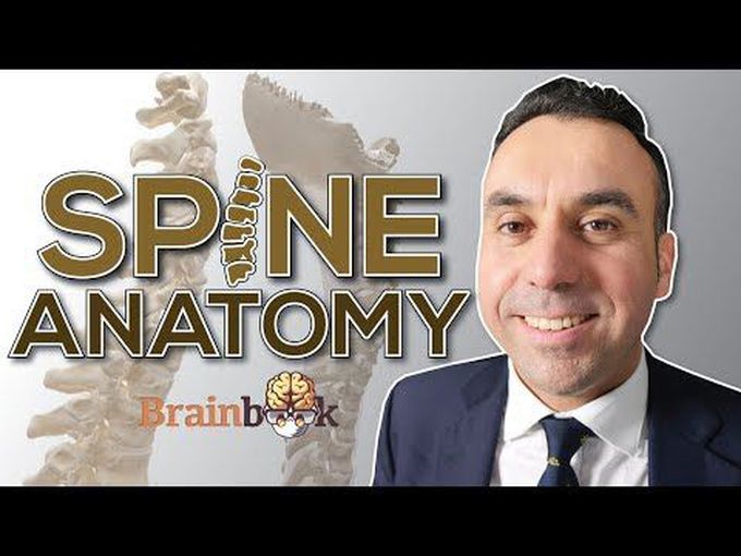 Vertebral column ANATOMY - by a NEUROSURGEON!